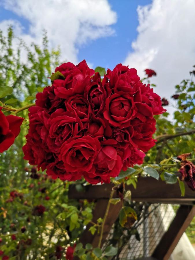 Agriturismo Tenuta La Muratella 蓬特加莱里亚 外观 照片